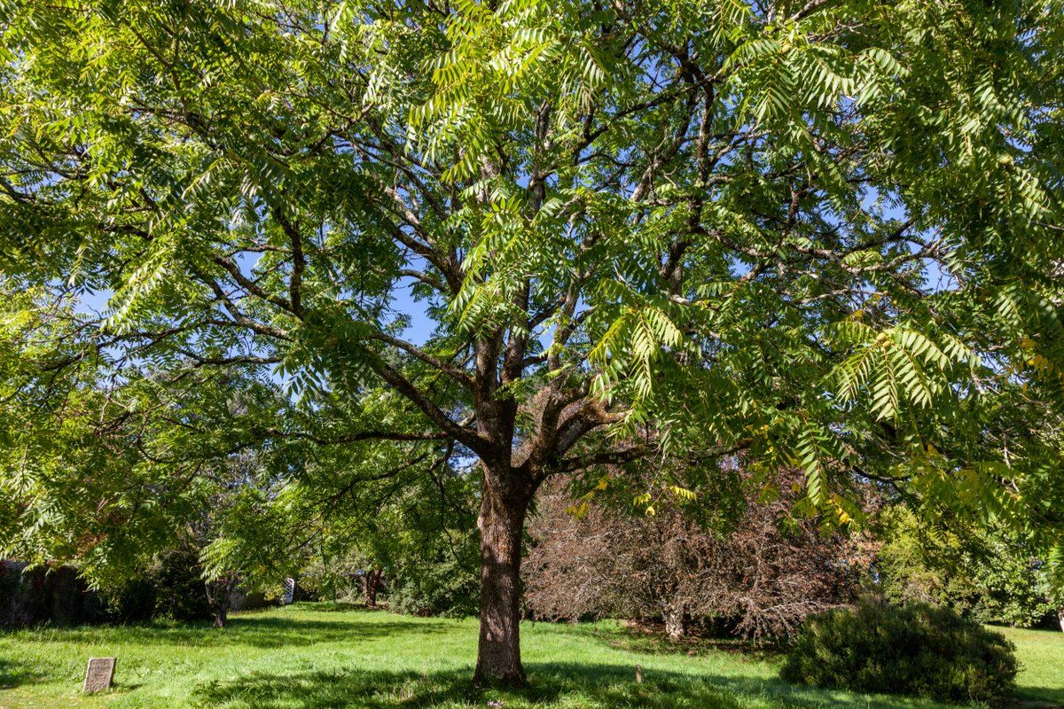 Walnut tree in the grounds at Cotehele, Cornwall