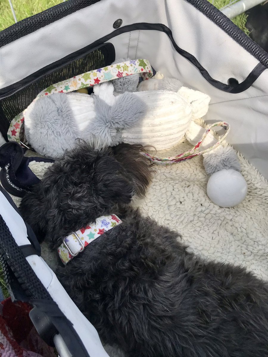 akaLittleWoof's tweet photo. Using my buggy for a nap at #CheshireGameandCountryFair #dogswithwheels #BlindDogOnAHollibob #DiaryOfADiabeticDog #SchnauzerGang https://t.co/LOUOIKiUvc
