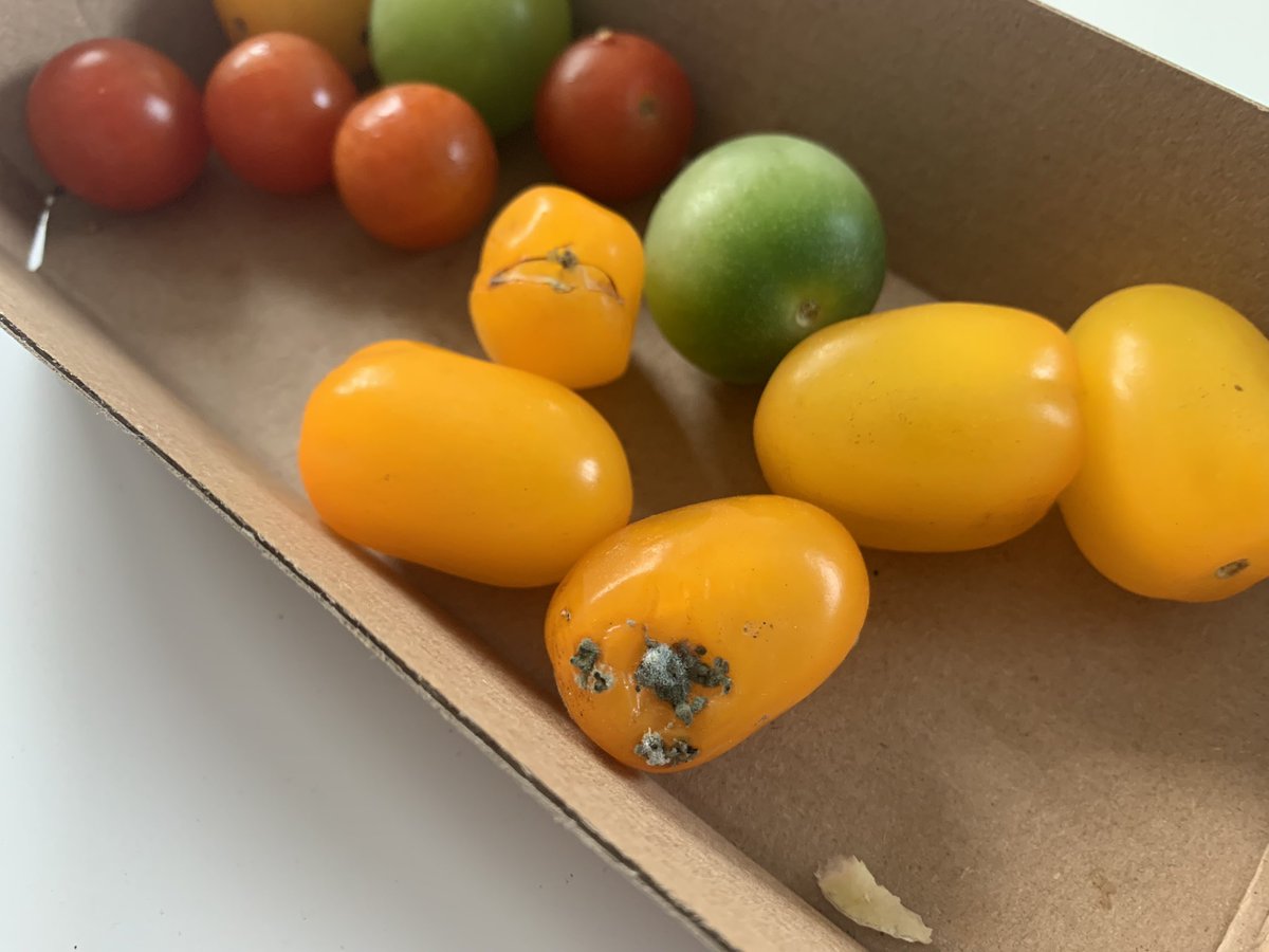 ebonzet's tweet image. Moulded Orange and Tomato in one shop! Really @WOOLWORTHS_SA , fresh produce not up to the standards that you were known for… Not even at sell by date yet.