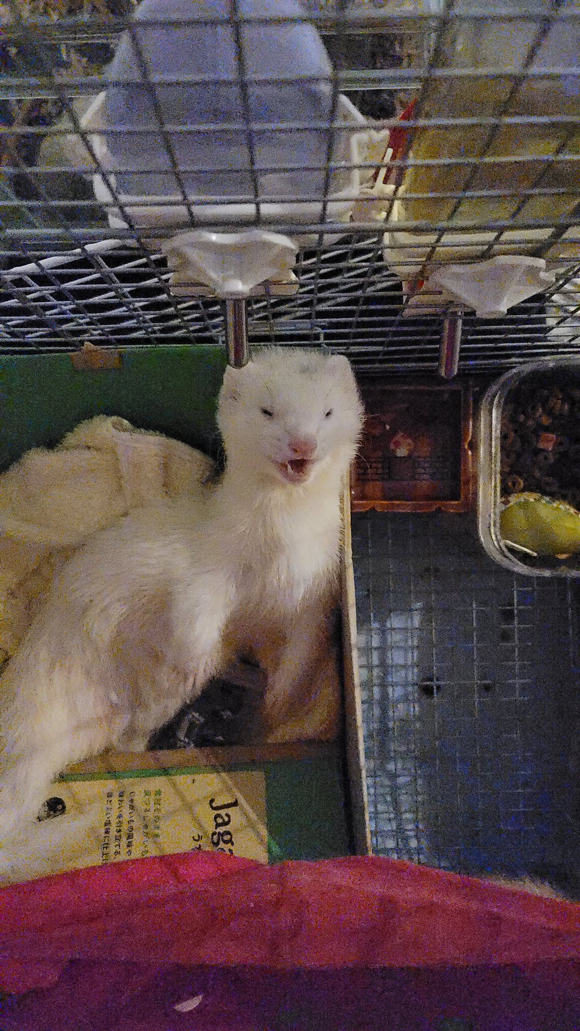 フェレット可愛い Twitter Search Twitter