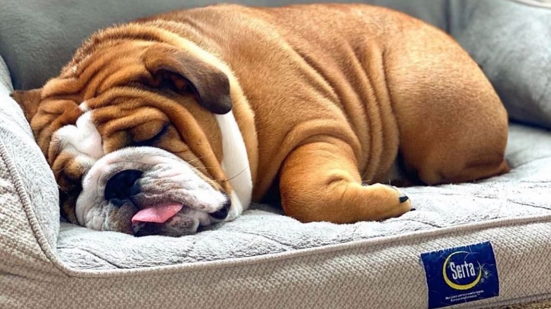 SertaMattresses's tweet photo. You officially have 1 day left. Quick! Enter our giveaway by following these 3 rules: 👇 

- Follow @SertaMattresses and @SertaPets
- LIKE &amp; RETWEET this post.
Bonus: Tell us what kind of sleeper your dog is!

📸 : Hamilton_thebulldog on Instagram. https://t.co/ck18aScT4f