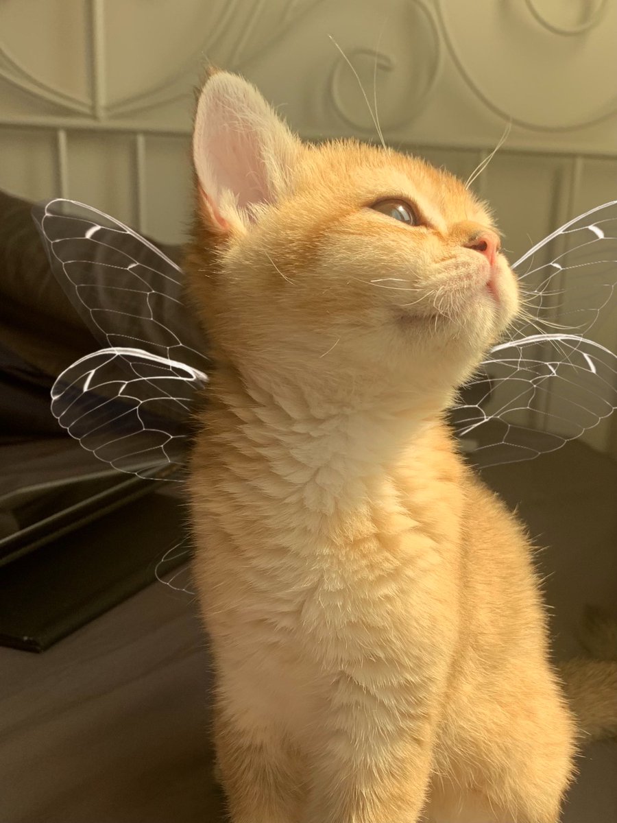 If you are having a bad day, pls look at my cat.