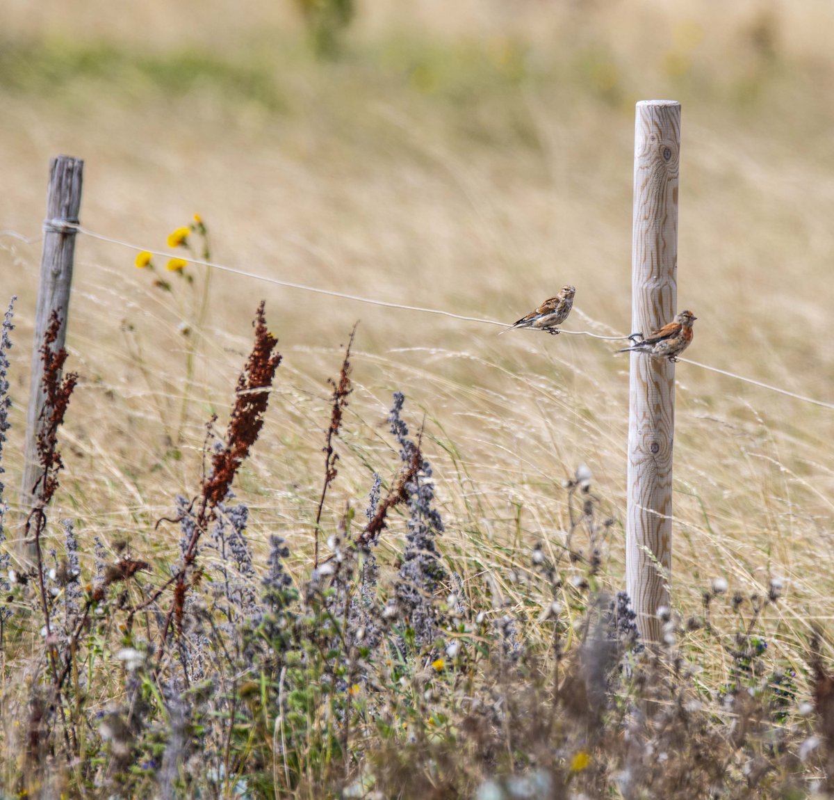 @wildlifetor @WriterWillsy @andyjenner62 @vickyoutenphoto  More images from Rye.