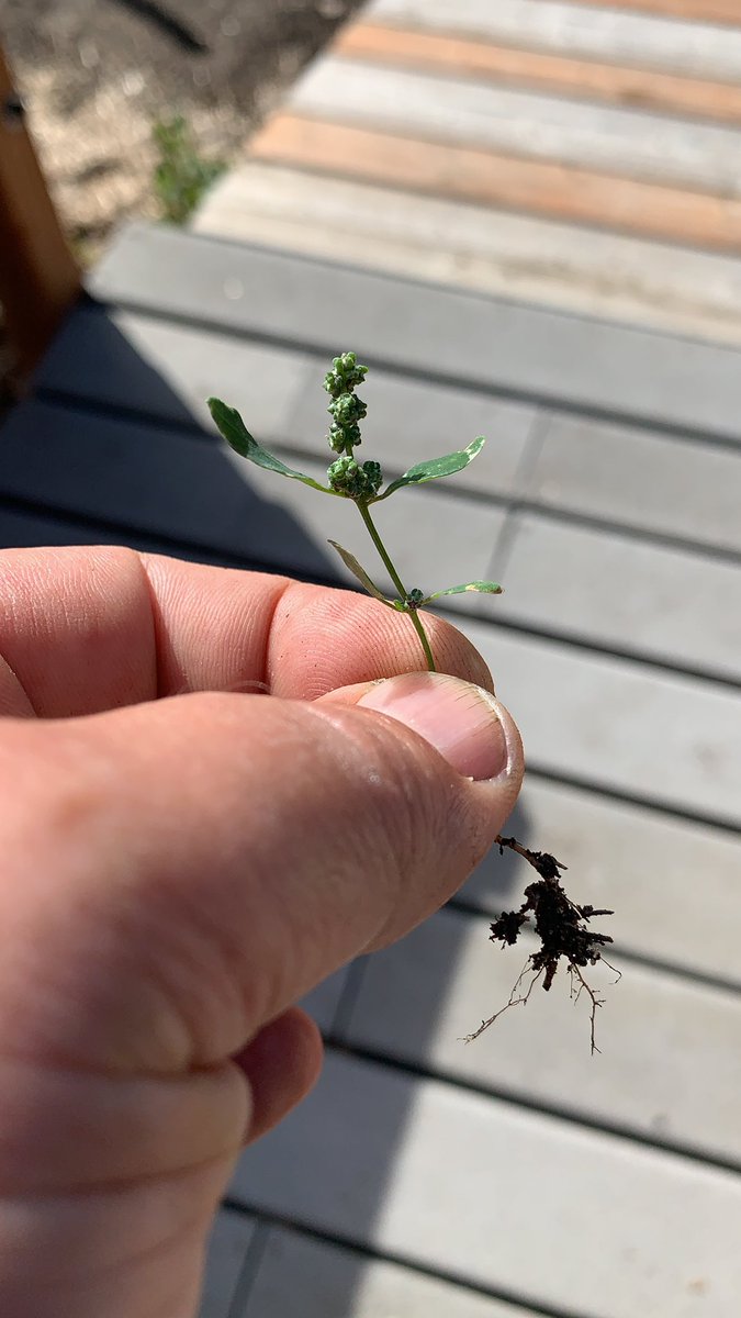 How is a gardener to keep ahead of this?