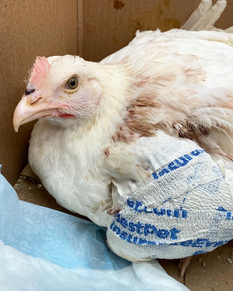 6 week old baby birds tortured for a ritual slaughter on the streets of #NYC. Last year our rescue team was able to save 510 lives. DM us if you can help this year with transport, foster, and/or forever homes. 🙏
