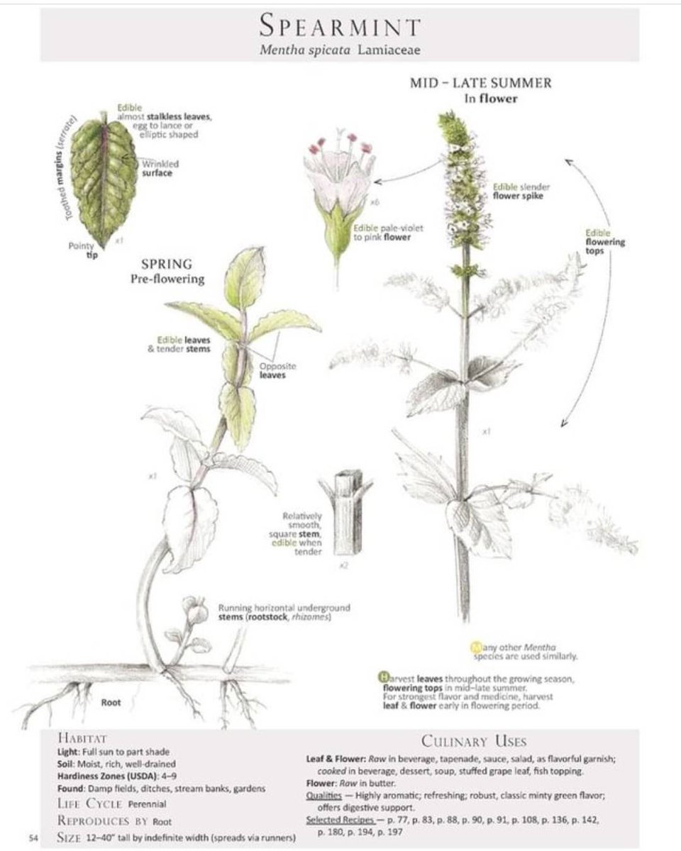 MuscleCalm's tweet image. 🌿Spearmint is Spectacular🌿

🍃Good for Digestive Upset
🍃High in Antioxidants
🍃Aid Women w/ Hormone Imbalances
🍃Improve Memory
🍃Fights Bacterial Infections
🍃Lower Blood Sugar
🍃Reduce Stress
🍃Decrease Arthritis Pain
🍃Lower Blood Pressure

🌊#CapeCod⚓#WellnessWorks 🌊