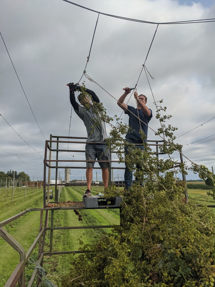 And with that, <a href="/mike_byrum/">Mike Byrum</a> cuts down the final #hop bine of the season! #Hopsharvest 2021 is complete. 2021 pellets available next week, who's ready?