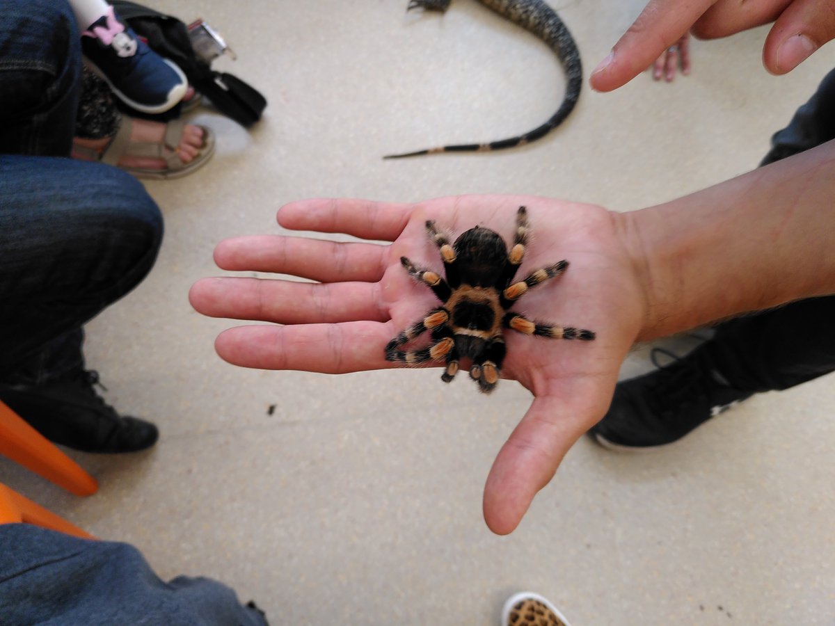 Today we have mostly been stroking small furries 🐀 And snakes 🐍 And a skunk 🦨! with <a href="/GTKAnimals/">Get To Know Animals CIC</a> <a href="/MuseumoftheHome/">Museum of the Home</a> 

Thank you for a fabulous afternoon 😁