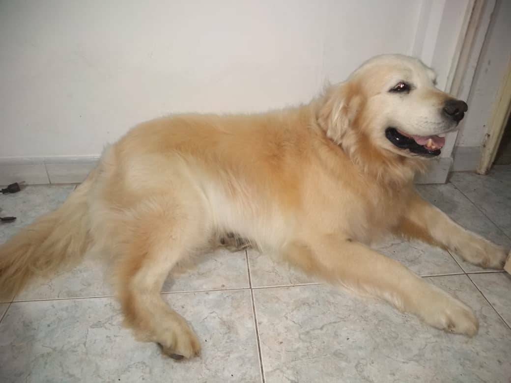 Su familia no deja de buscarlo, Km 23 de la carretera que va  del Junquito hacía la Colonia Tovar RT <a href="/isangelicat/">i. cat.</a>: Hola. Éste es mi perro Tommo. Tiene un mes perdido por la zona de Tibroncito en el Junquito.