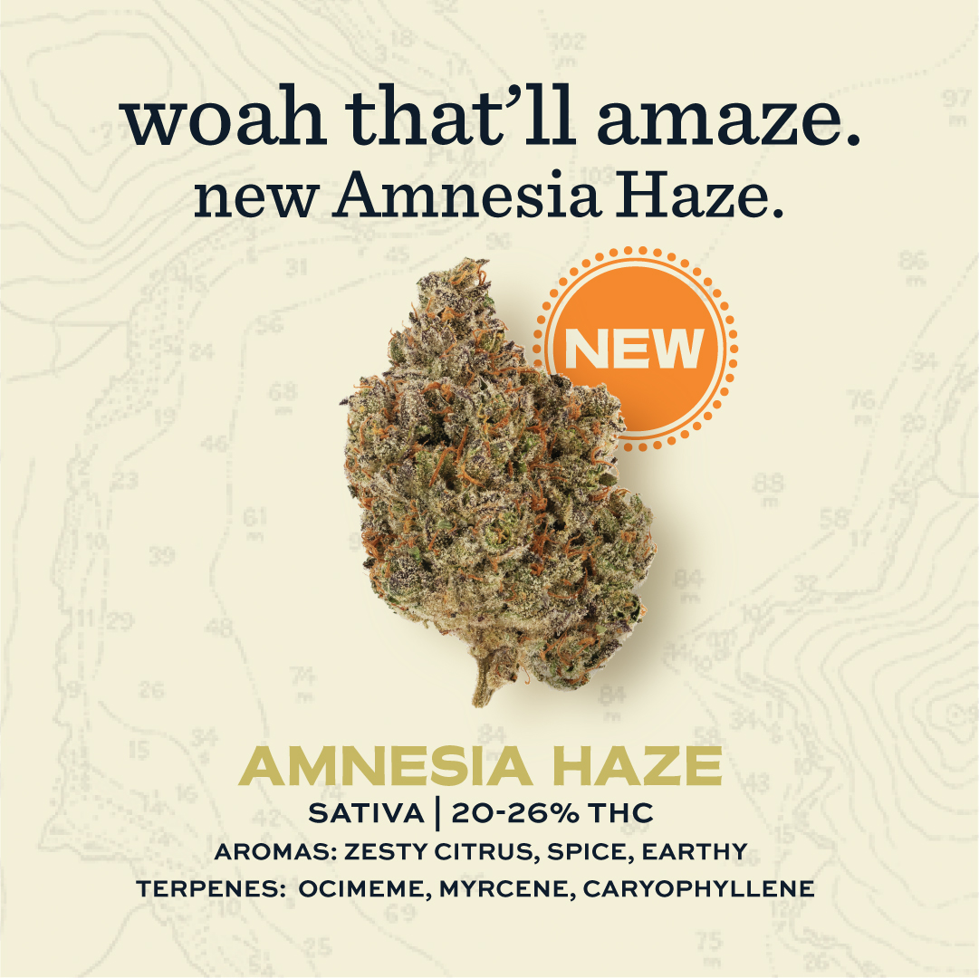 brokencoastCA's tweet photo. Celebrate the summer with a stellar complement to a day in the sun, Amnesia Haze. Uplifting zesty citrus, spice and earthy aromas from these lush lime green buds. Tried Amnesia Haze yet? Let us know what you think.

#brokencoast #amnesiahaze #woah https://t.co/jNeQir7qtu