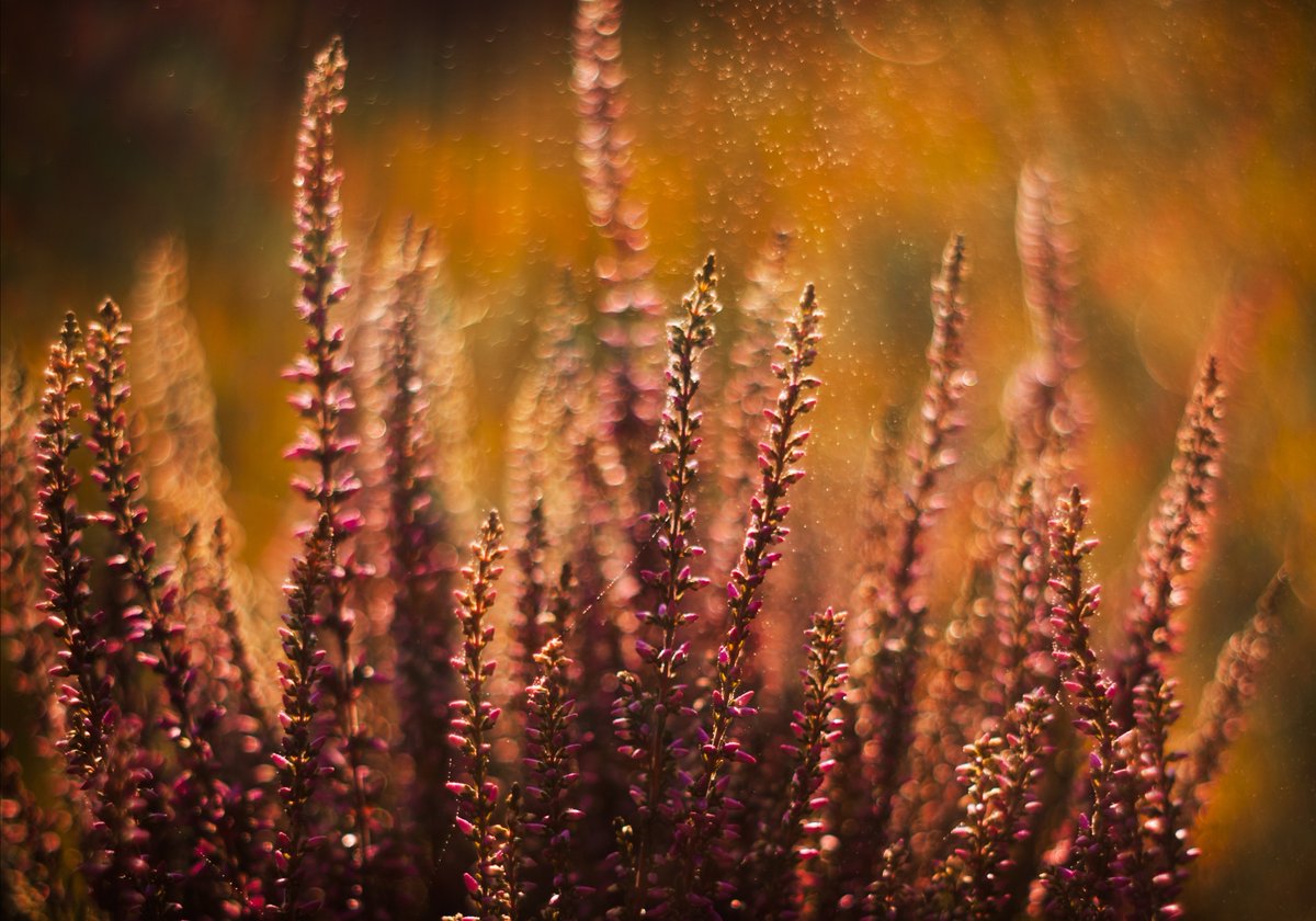 Justa1985 (@lipalipinska) on Twitter photo 