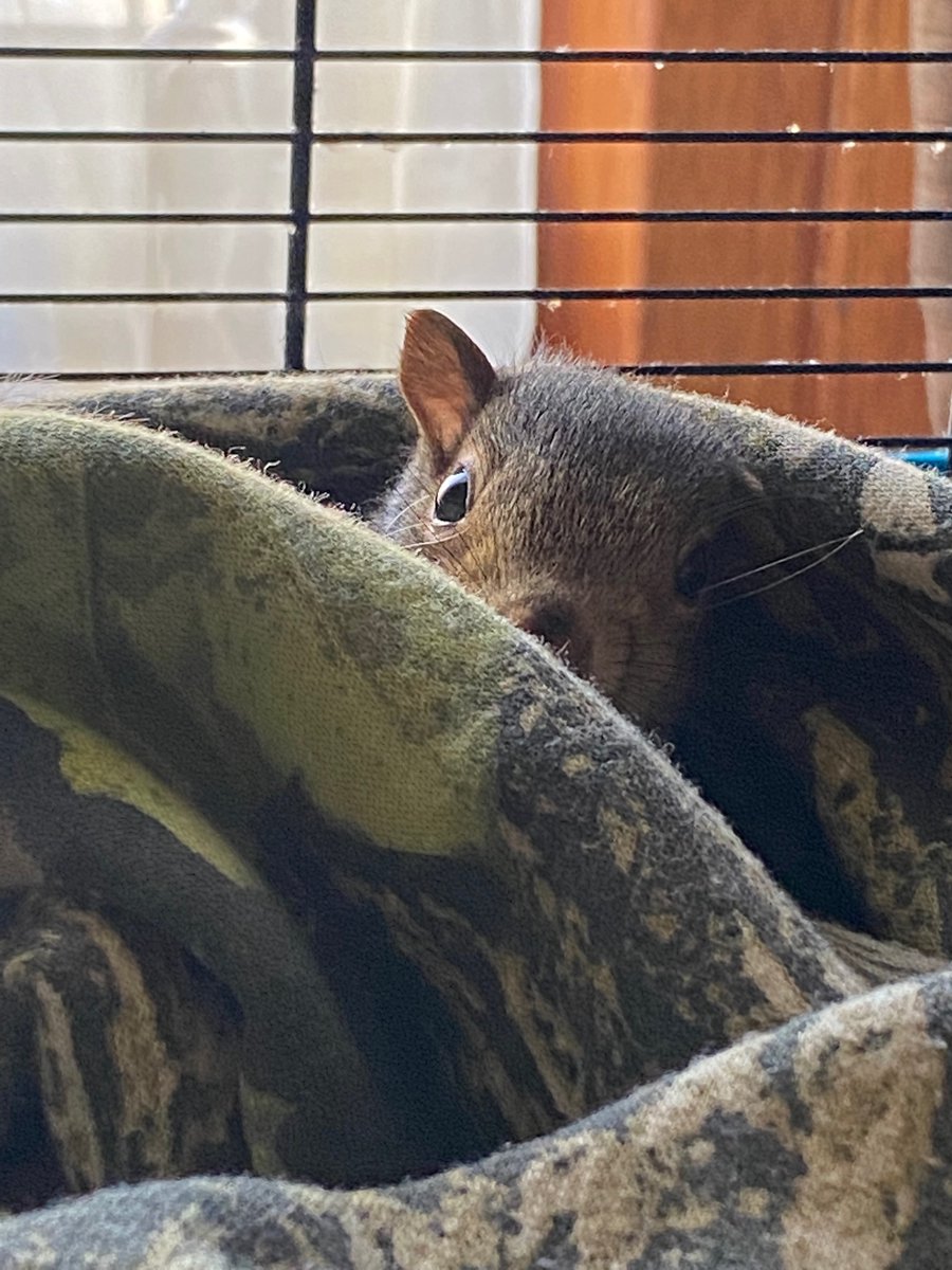 oztrazine's tweet photo. #SquirrelScrolling indoors & outdoors exploring. Kirk in his new bed. Zeekette explores walnuts #savethegreys #wildlife https://t.co/EYYMPTK1fz