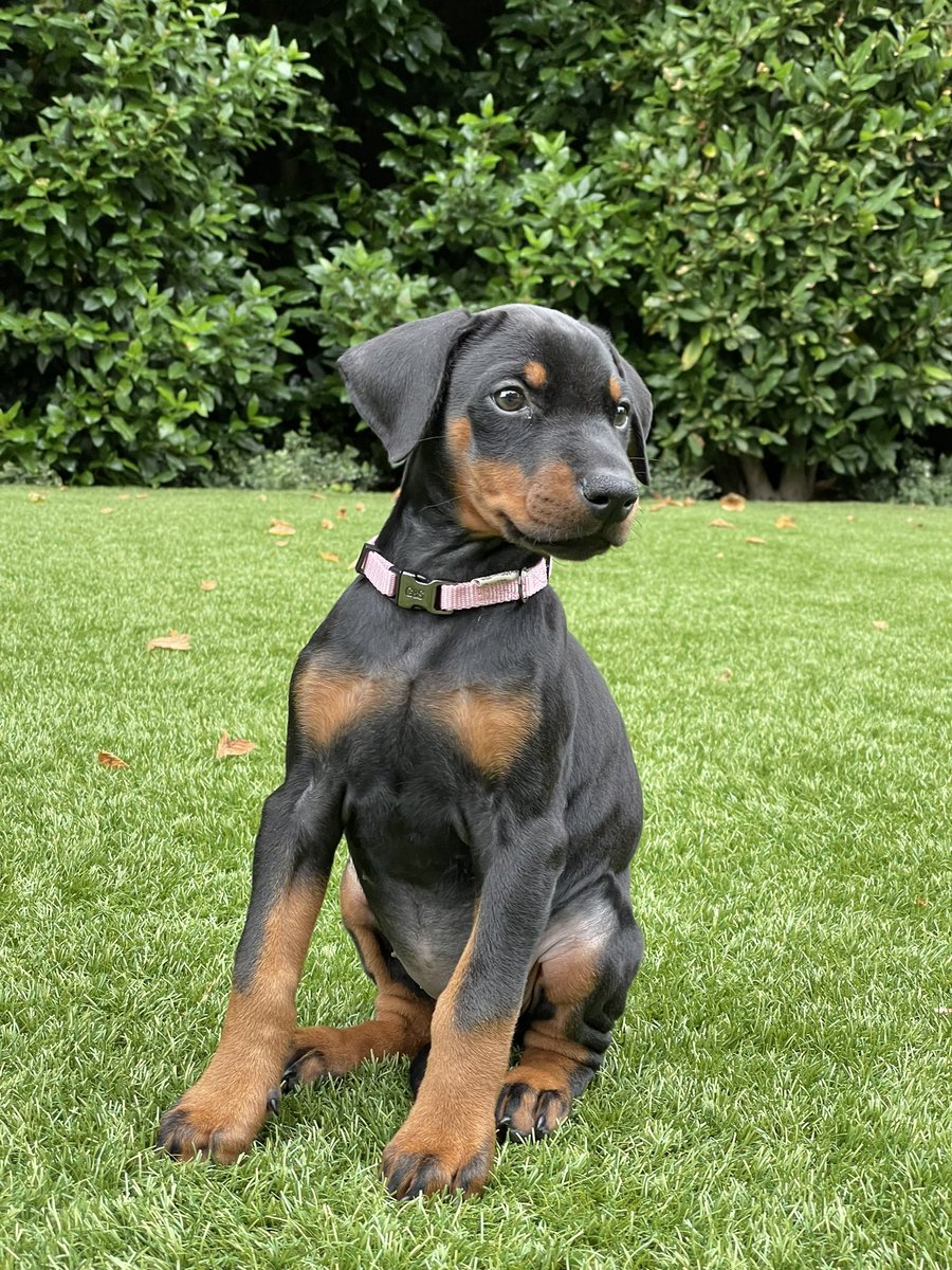 New member of the family 🐶 #puppy #kira