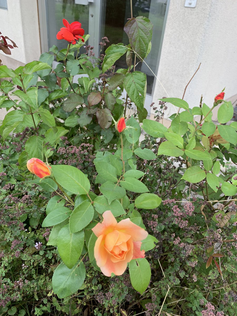 KarinMayerhofer's tweet photo. Die Rosen, die von Mutters Garten übrig geblieben sind, duften einfach herrlich. 🌹
Meine Mama lebte vom 31.01.1933 bis 28.08.2011.
#MayFamily https://t.co/dnznKn5Qp6