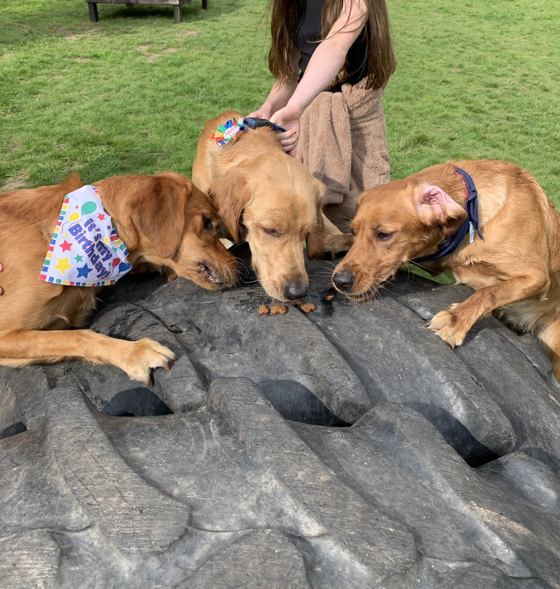 AmyWba's tweet photo. Celebrating Buzz’s 1st Birthday (a day early) with 2 of his sisters. Great time playing at the dog park 🐶💙💗💗 #AHPsActive https://t.co/hkyOw5KxTl