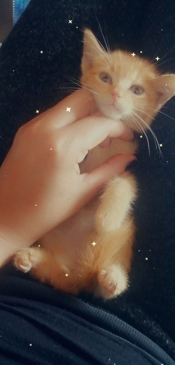 AdoptaAl's tweet photo. Hermosa bebe en adopción responsable
Amorosa juguetona
Llena de amor para alegrar tu hogar inf 3006390592 milena Camargo whatsap @AdoptaAl https://t.co/e5fDBcjPJV
