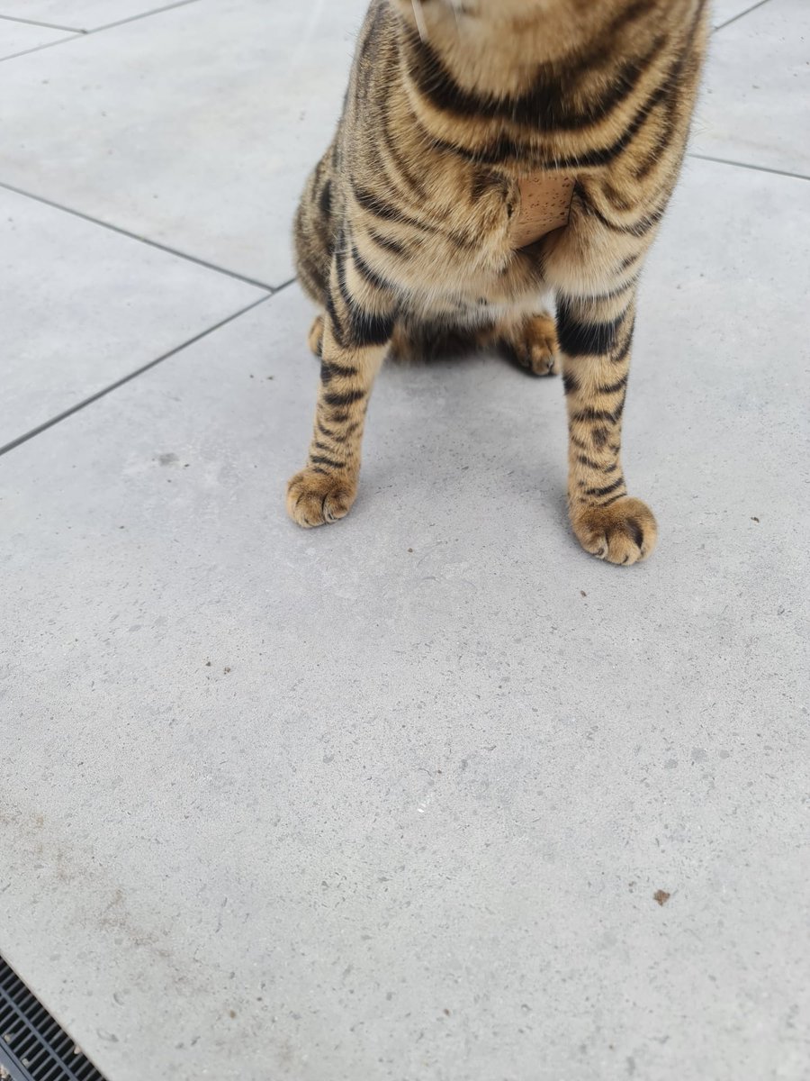 Zizaran's tweet photo. Poor loki got stung by a wasp 😭 his paw is all swollen 😭😭😭 https://t.co/whs0dF3Hsl