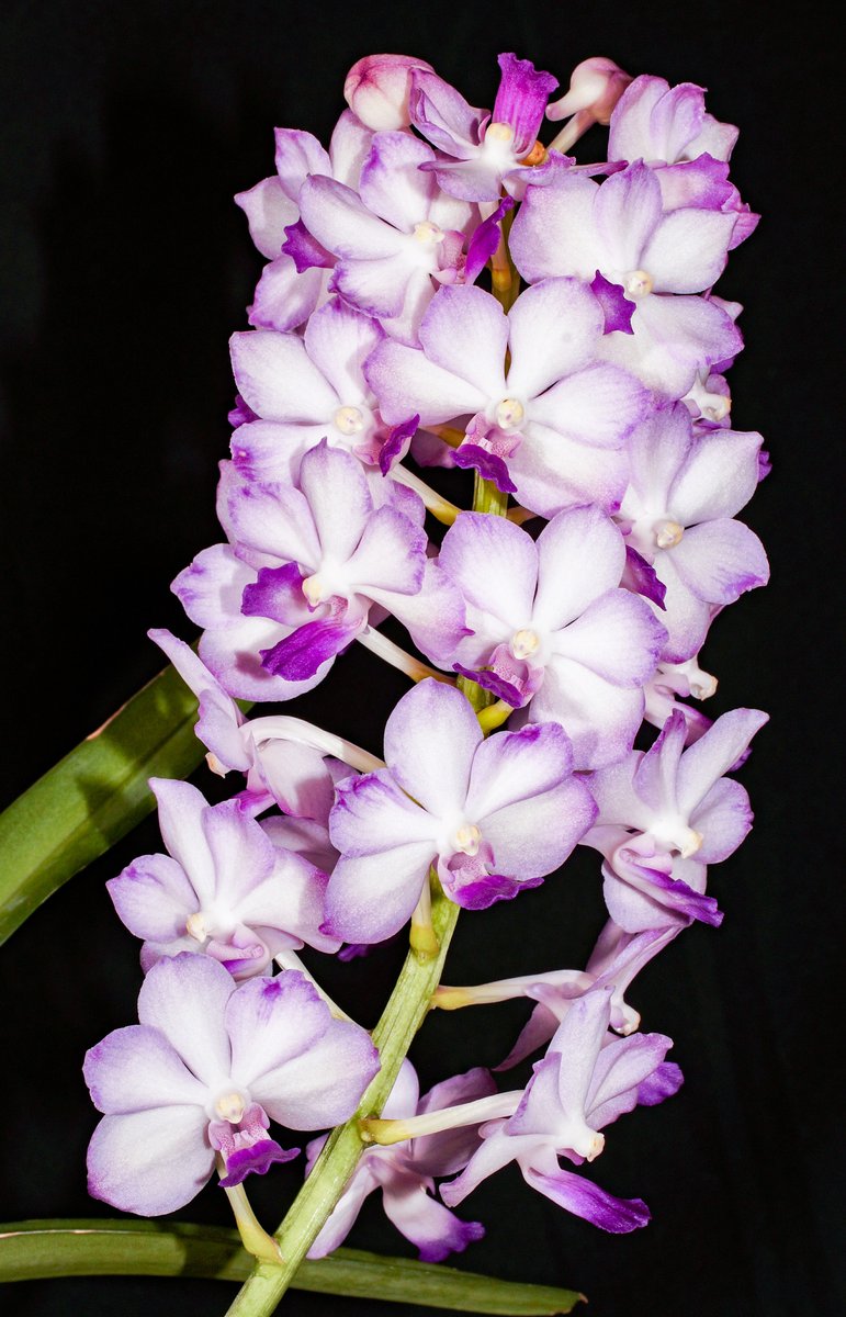 Vanda Twitter Search