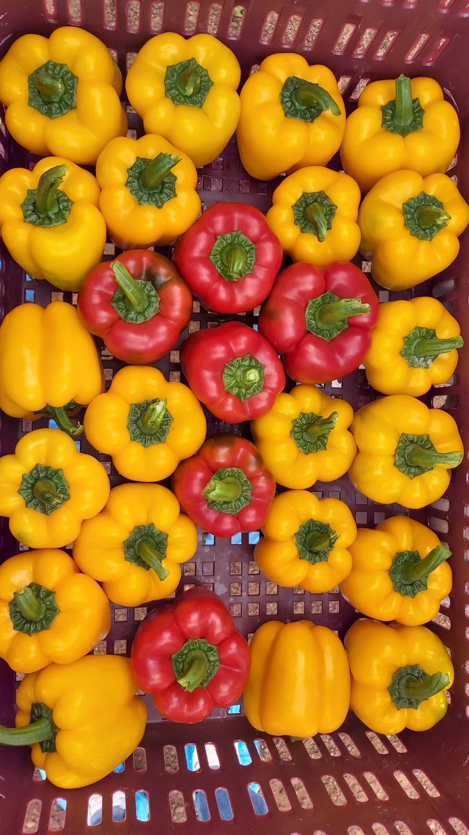 AgyemanCharles's tweet photo. Years ago we were told we lacked the requisite agronomic skills to produce colored peppers in this country. Well, there you have it. 🇬🇭 https://t.co/TRNHpAgwIq