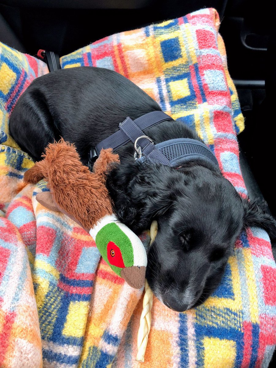 SerenaConnor's tweet photo. ⁦@StenaLineUKIE⁩ beloved pheasant soft toy left on level 5 kennels, Holyhead-Dublin 14:45 today 29/8, is it in lost &amp; found? 🙏🏻 https://t.co/5DAr1UGKsL