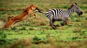 #HayvanatBahçeleriKapatılsın Avını yüzlerce metre kovalaması, yakalaması ve yemesi gereken bir canlıyı, kafese tıkıyoruz, önüne çiğ et atıyoruz ve o hayvana iyi bakmış mı oluyoruz? Kemikleri, kasları zayıflıyor, sağlıkları bozuluyor!