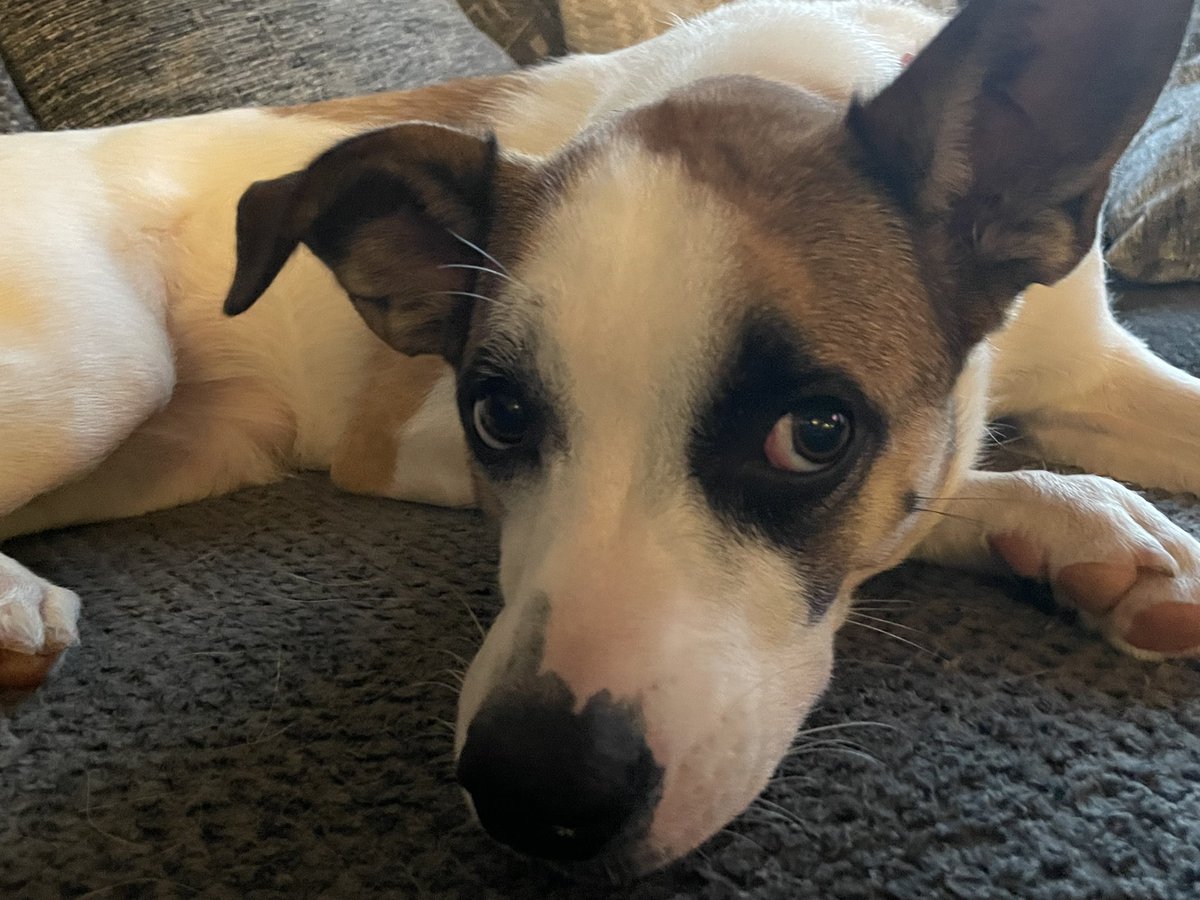 TheRealMissClio's tweet photo. What!? I’m not guilty. I didn’t eat the baseboard. I did no such thing. Do you think humommy will believe my innocent look? #RescueDog #dogs #dogsoftwitter https://t.co/x6X6EuZEXD