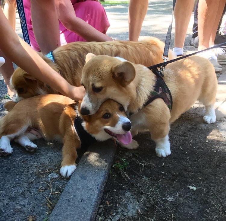 PAVGOD's tweet photo. Corgi cannibalism https://t.co/HEztOsaws0