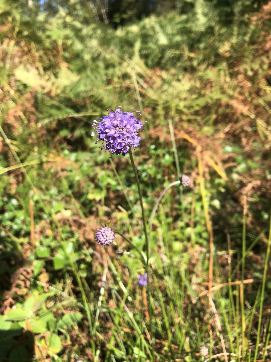 dornochlassie's tweet photo. #DevilBitScabious #white & #purple @BSBIbotany #wildflowerhour https://t.co/sZtiu5oDs5