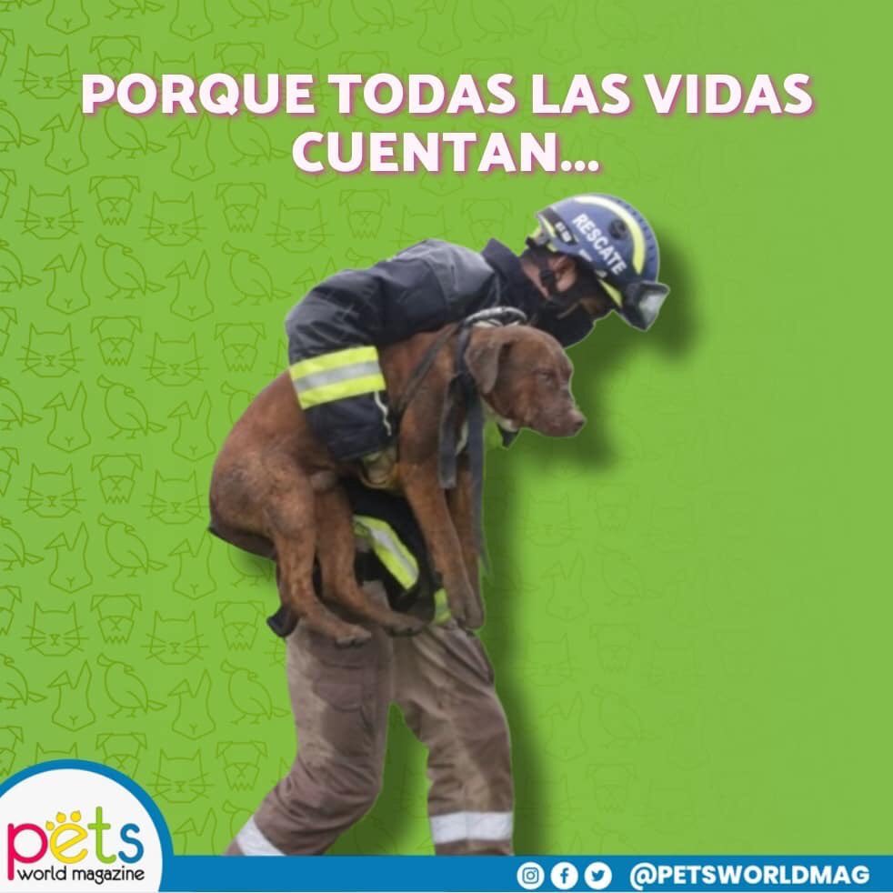 PetsWorldMag's tweet photo. Gracias a todos los que dedican su vida al rescate de estos maravillosos seres.💓

#revistademascotas #petsworldmagazine #panama #mascotaspanama #perrospanama #proteccionanimal #protegeryservir #salvaunavida #adoptanocompres #noalmaltratoanimal #petsmagazine https://t.co/4WooM3lKnP