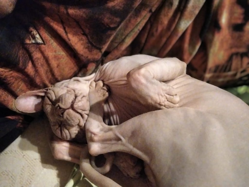 Люди, максимальный ретвит. Отдает подруга кошку. От себя могу сказать - брала ее на неделю, лоток 5+, стерилизована, с собаками, крысами дружит. Детей обожает, с ними спит. 1,5 года. Кушает спецкорм. Ласкучая. Решили отдать, ребенок постоянно таскает- в отместку ссыт под дверь.