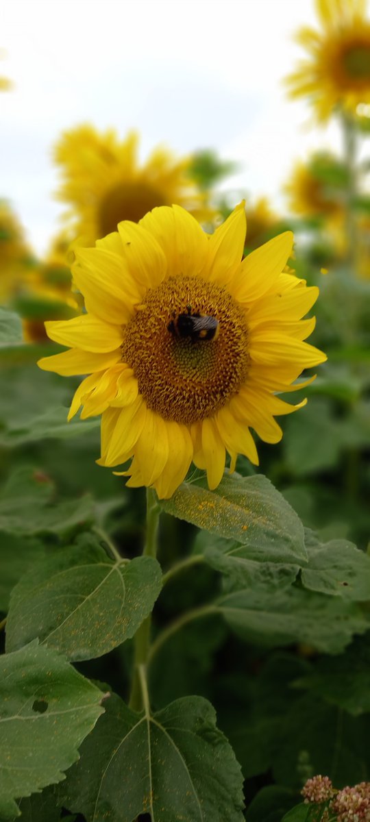 Shropslass1's tweet image. The sunflower farm at Little Wytheford, Shawbury is well worth a visit at this time of year #sunflowers #Shropshire