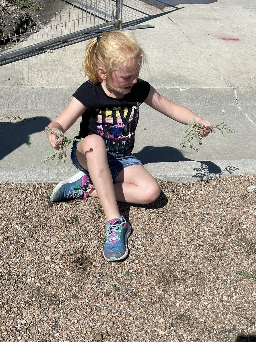 MoenchJenna's tweet photo. I showed these sweet first graders how to pull the weeds out and they spent their whole recess pulling weeds! #vikingnation @SheilaPhilips9 @BertrandVikings https://t.co/YVgXiv3Cbo