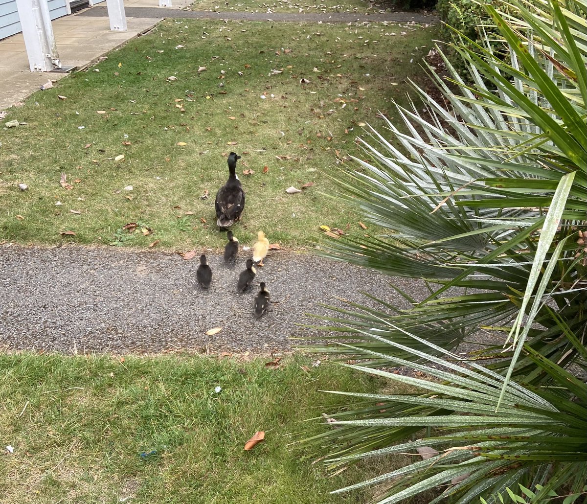 Spot the odd one out 🦆 😁💜😎