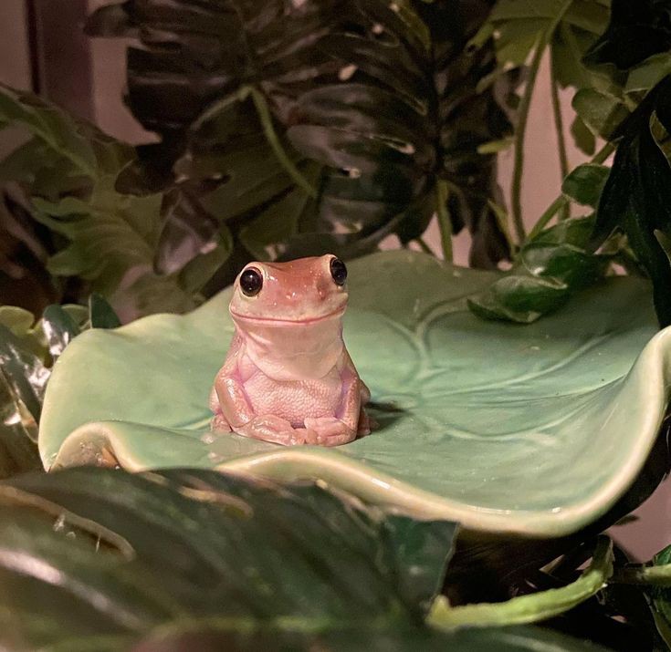 pogildov's tweet photo. frog waiting to be kissed https://t.co/bTcKzxWim1