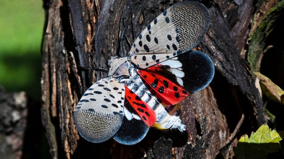 Spectrum_IP's tweet image. newjersey.news12.com/eight-nj-count…