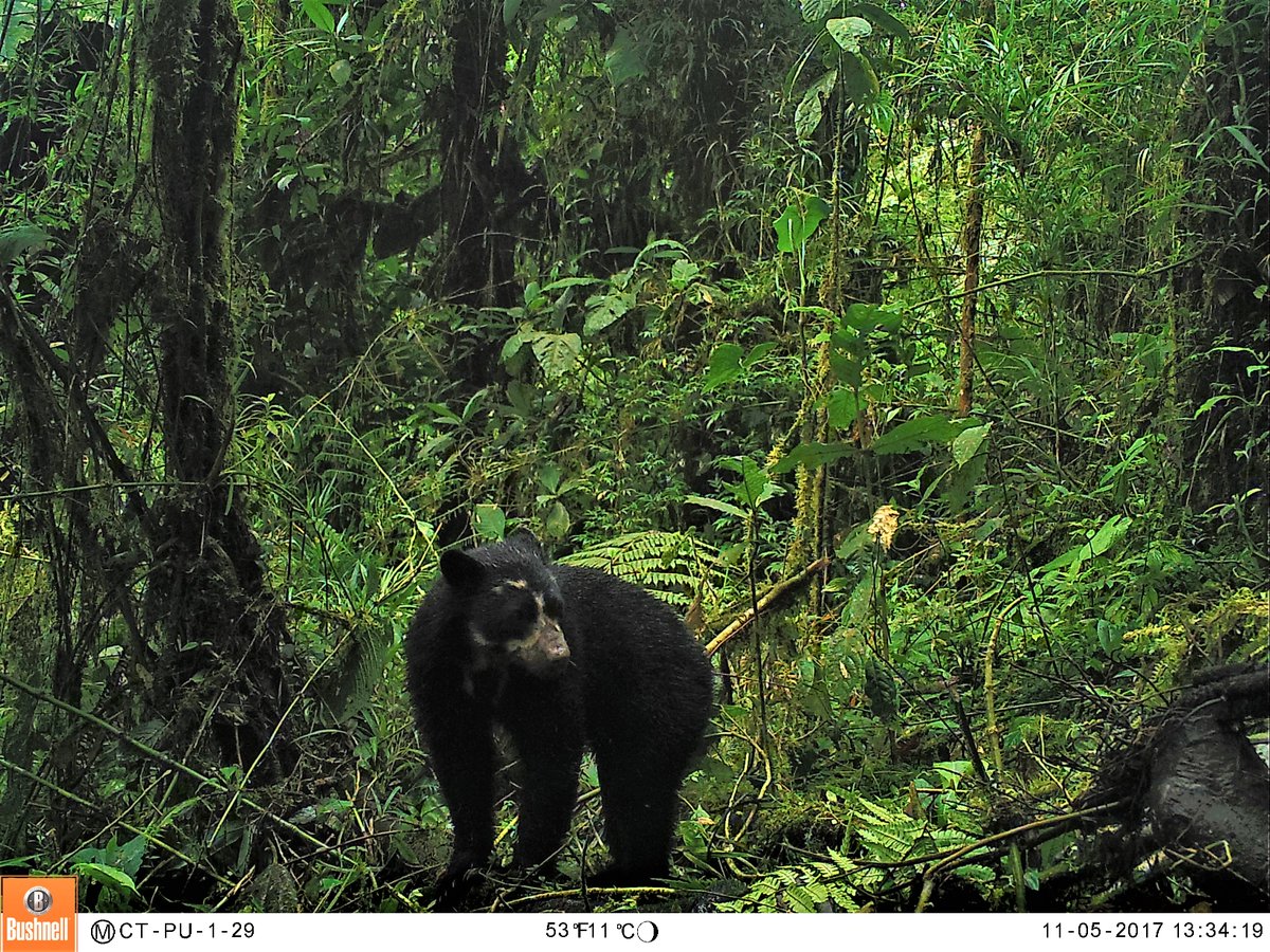 CAMHUILA's tweet photo. #VIFestivalDeOsoyDanta | 9️⃣5️⃣ individuos de #OsodeAnteojos 🐻 han sido identificados en el sur del #Huila
De los 95 osos 🐻 individualizados, 39 son machos, 10 hembras y a 46 no se les ha logrado identificar el sexo. La caracterización se realizó a partir de su patrón de manchas. https://t.co/xlZEHjcLGs