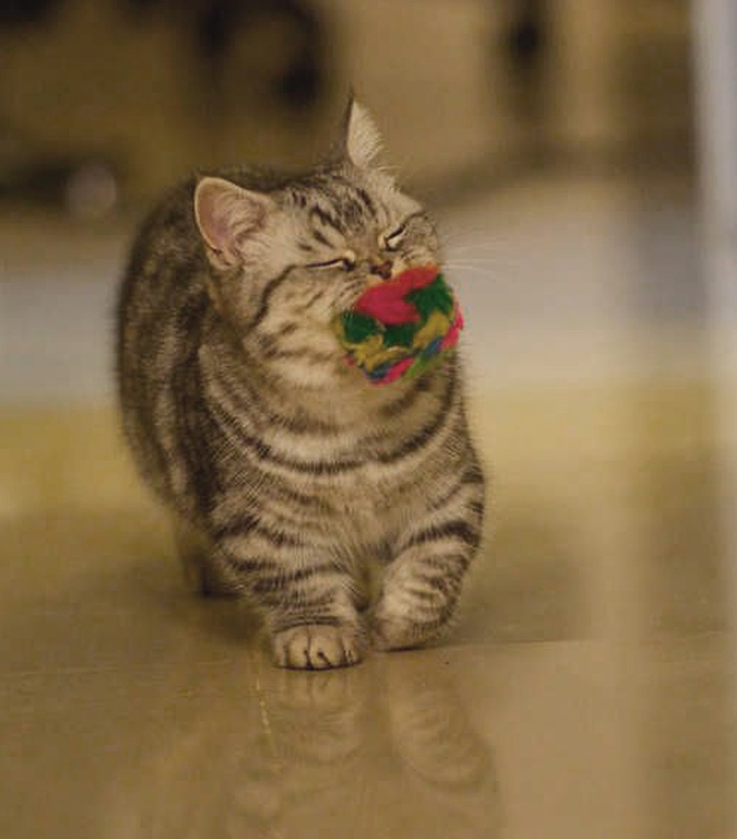 gentleeeeeeecat's tweet photo. cute fur and colorful fur https://t.co/IMSOye8Z6R