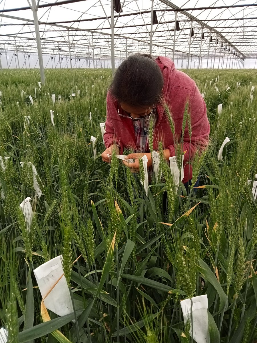 AlisonRBentley's tweet photo. Friday field visit in the new (&amp; improved) non-#VirtualWheatTour format! Excellent to catch up with @CIMMYT wheat breeding team members during my first visit to beautiful Toluca Experimental Station &amp; to see all of the selections underway @leocrespoh @WheatVelu #AGGproject https://t.co/U9q0QNYDZB