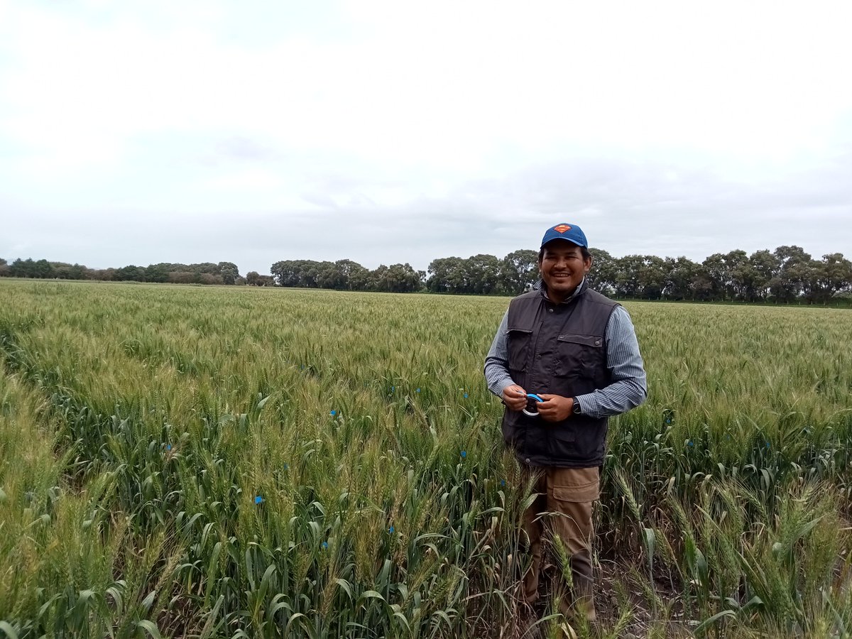 AlisonRBentley's tweet photo. Friday field visit in the new (&amp; improved) non-#VirtualWheatTour format! Excellent to catch up with @CIMMYT wheat breeding team members during my first visit to beautiful Toluca Experimental Station &amp; to see all of the selections underway @leocrespoh @WheatVelu #AGGproject https://t.co/U9q0QNYDZB