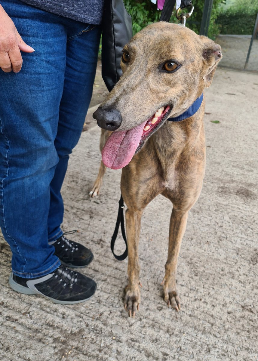 Greyhound Gap tweet media