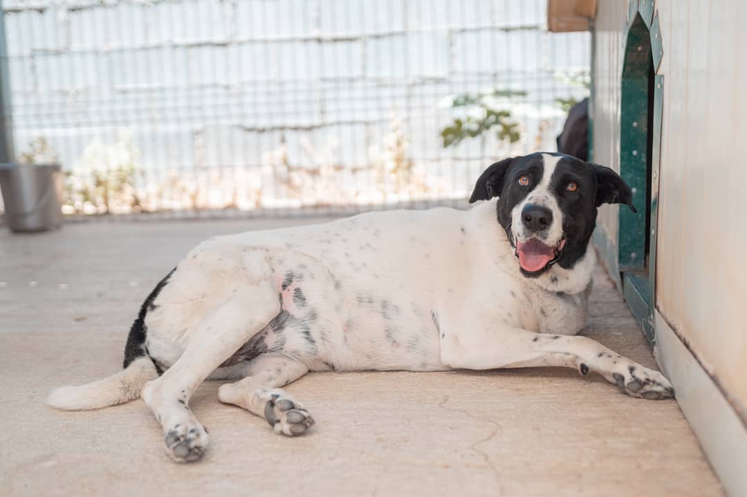 refugioescuela's tweet photo. #SILKE es uno de nuestros casos #URGENTES🆘.Lleva mucho con nosotros y necesita una familia que le dé el amor que merece❤️Es cariñosa y tranquila🥰
Pregunta por ella⬇️

📩Adopciones@elrefugioescuela.com
🌐https://t.co/D4osNK0iQG

#pasionporhacerlesfelices #adoptar #acoger #perro https://t.co/kZ8Jw90NPh