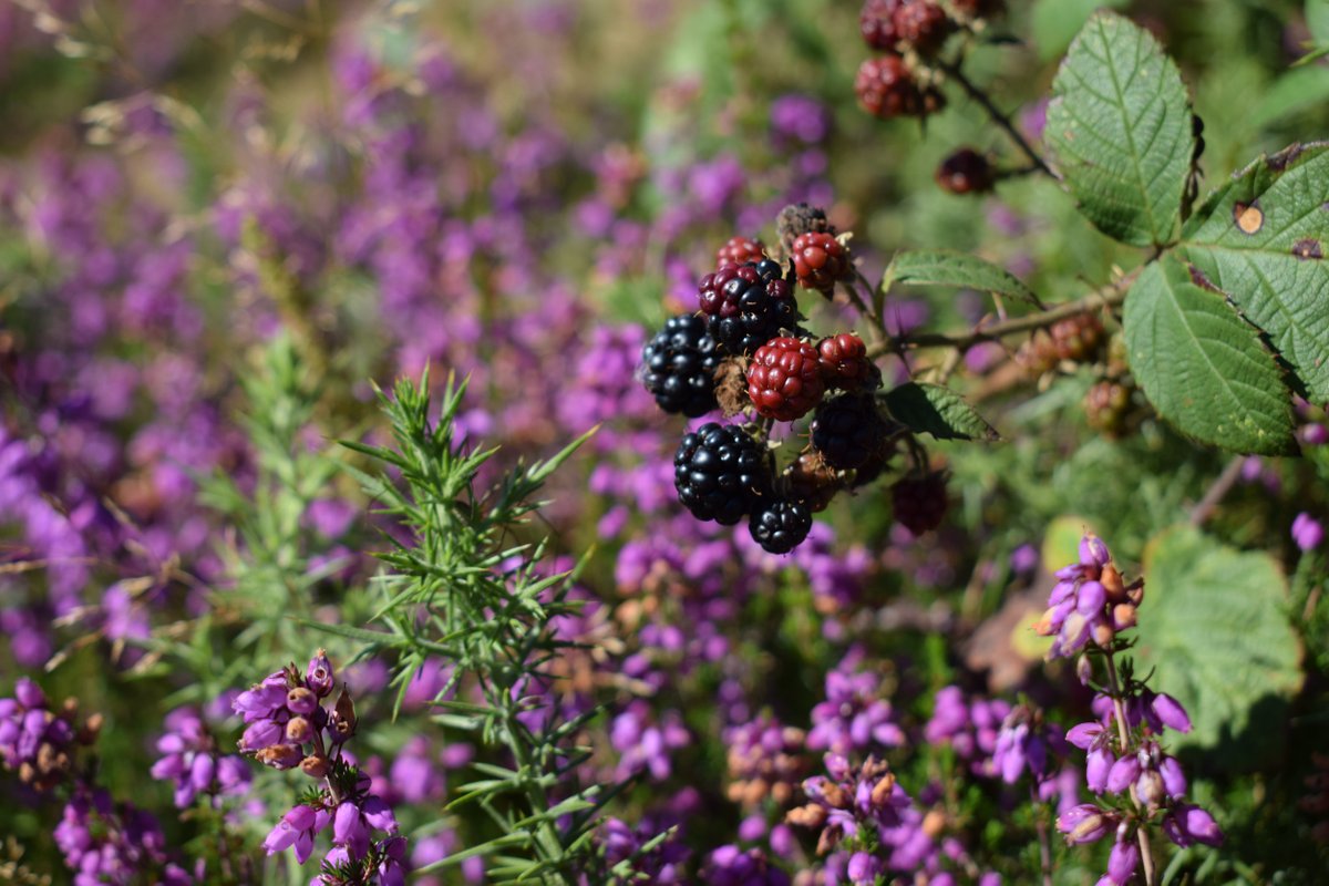 Photo of blackberries and heather on a summer day.
