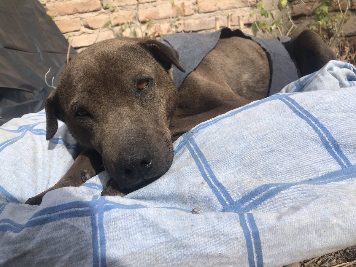 3er día que la publico, nadie pregunta por ella... 

PARDITA BUSCA ADOPCIÓN, hace casi una semana aprox  está en el barrio según lo que me dicen yo la vi hace 3 días.. durante toda esta semana estuvo durmiendo afuera SOLA CON FRÍO.. anoche se quedó llorando..