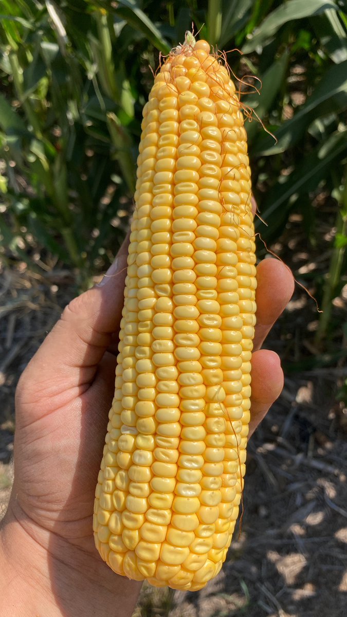 sonnyjim27's tweet photo. Just in case anyone asks if P9492AM will flex! #pioneer @EwDam @wardynmi @csauder34 @CaseyJagers https://t.co/fM8wRl214j