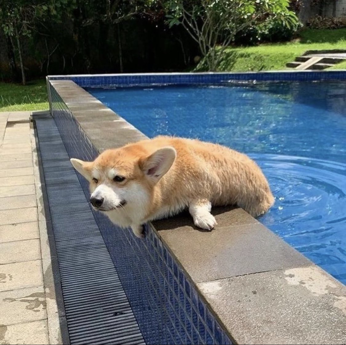 PAVGOD's tweet photo. Corgi or seal? https://t.co/45V5Pt1egd