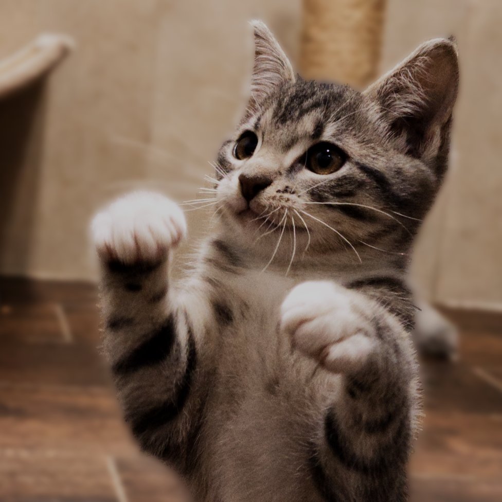 Rawr! 😸😸😸

Meet Hermia!  This adorable little kitten and her sisters are available for #adoption today at Brother Wolf Animal Rescue!

#RESCUE #animalrescue #Asheville #CatsOfTwitter #adopt