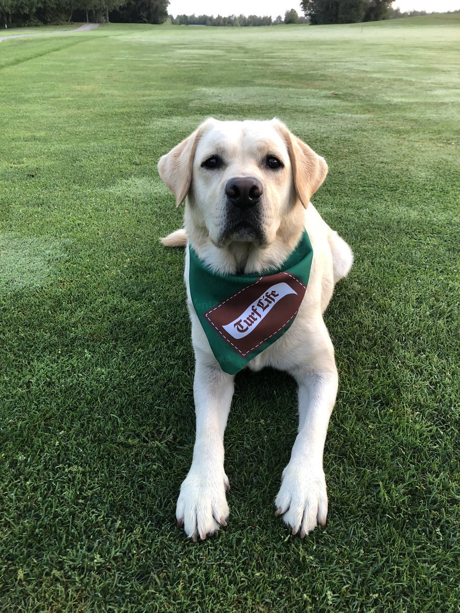 TooleyDerek's tweet photo. @SyngentaTurfCA Austin says thanks for the sweet bandanna!! @DogsOfTurf https://t.co/EAah5PPOvU