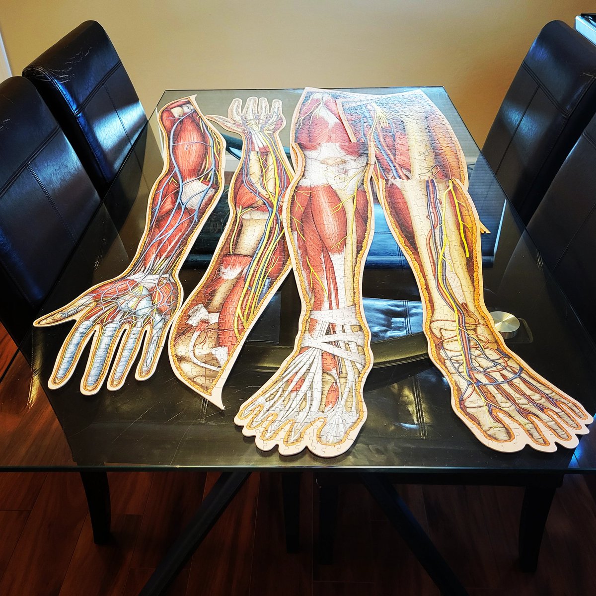 AlyKrasny's tweet photo. Only a few more parts and I'll have a full body... Some fun #puzzling & brushing up on #Anatomy at the same time... #science #dinnerfun https://t.co/iCV6b0pnru