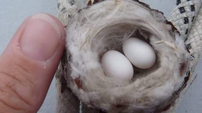 Estos son huevos de colibrí son los segundos huevos más pequeños del mundo, los primeros son los de Ricardo Anaya después de escaparse a Atlanta al saber que estaba siendo investigado por la FGR.