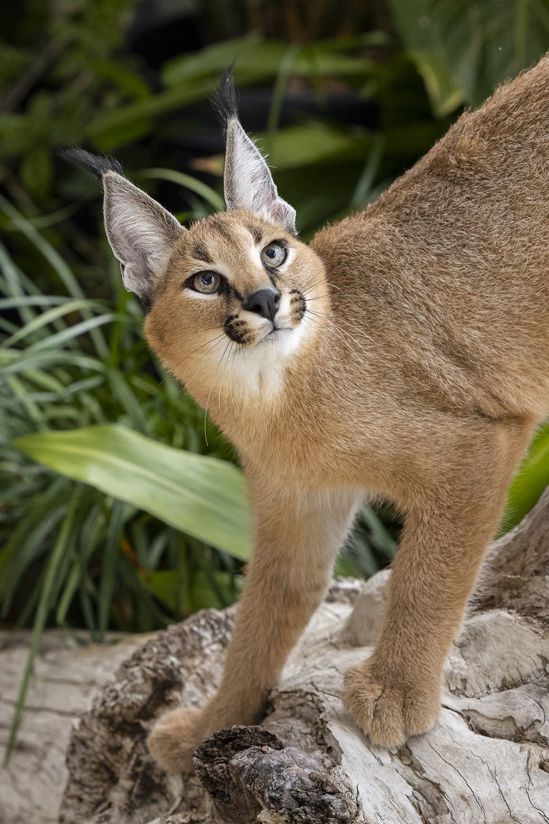 sandiegozoo's tweet image. Friday 4:59pm                                                Friday 5:00